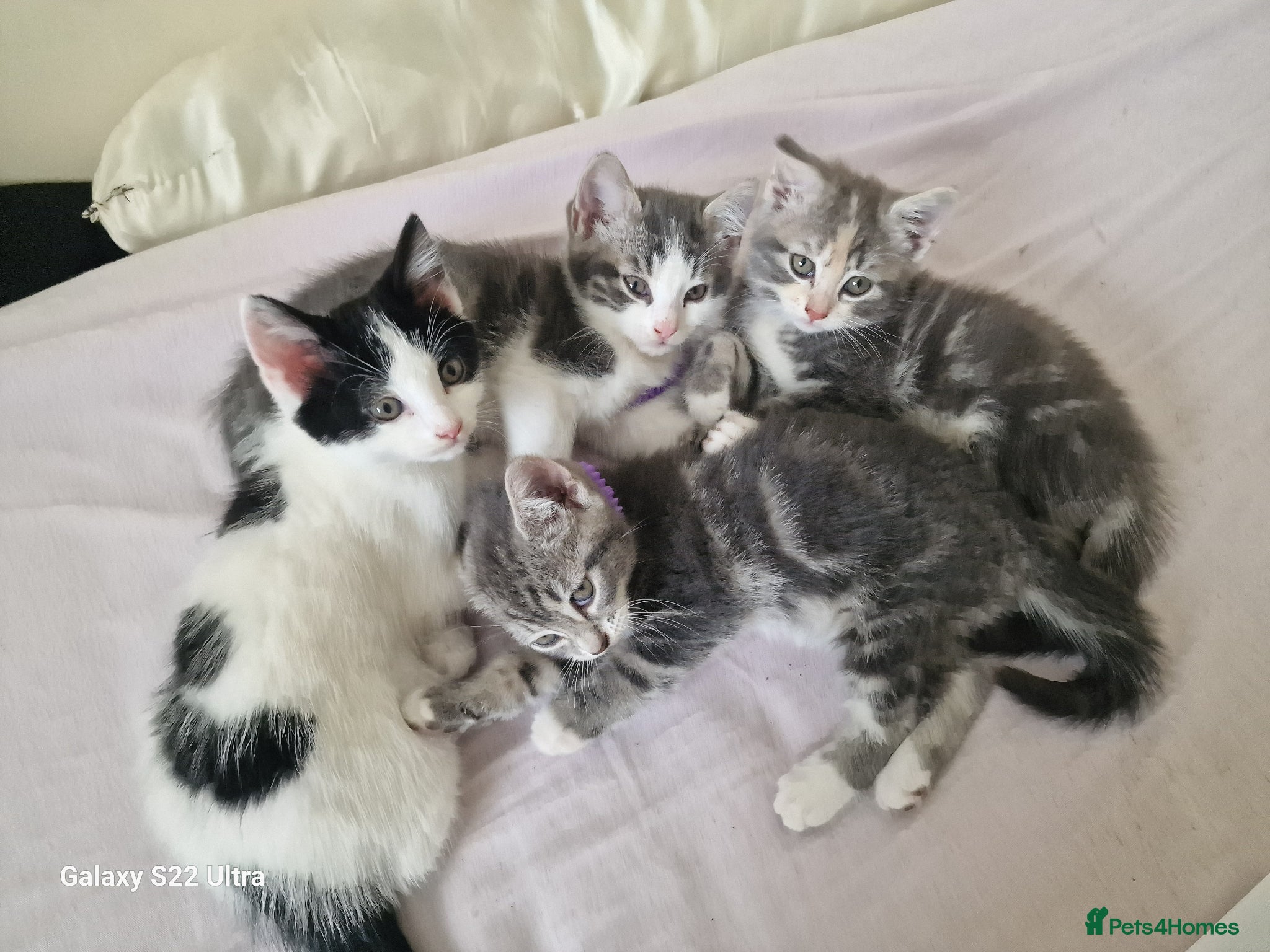Mixed Breed cats Kittens - Advert 18