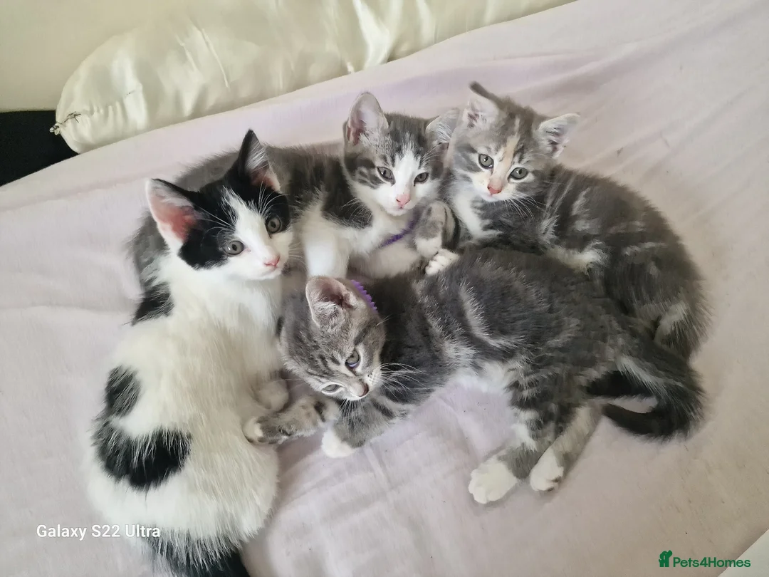 Mixed Breed cats for sale: Kittens - Advert 2