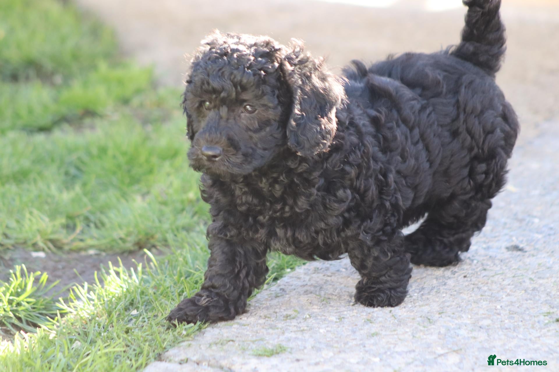 Cavapoochon dogs for sale: Beautiful Cavapoochon puppies for sale - Advert 2