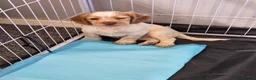 Cocker Spaniel dogs for sale: Cocker spaniel puppies - Advert 6
