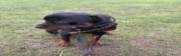 Rottweiler dogs for sale: Rottweiler  - Advert 6