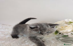 British Shorthair cats for sale: Beautiful pedigree bsh babies  - Image 8