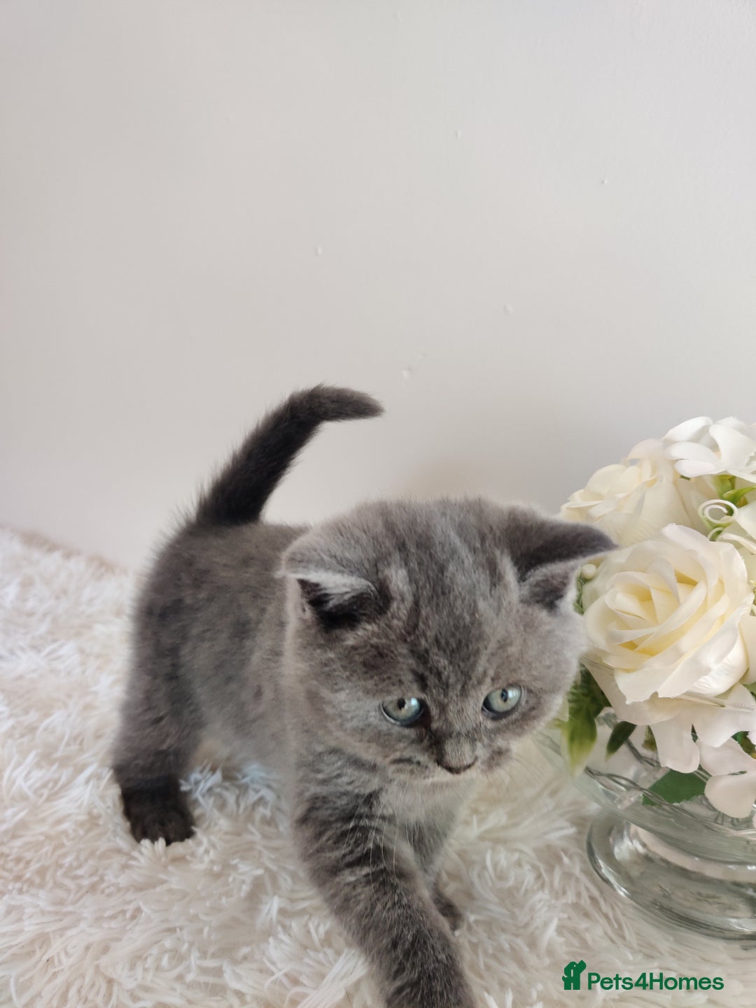 British Shorthair cats for sale: Beautiful pedigree bsh babies  - Image 8
