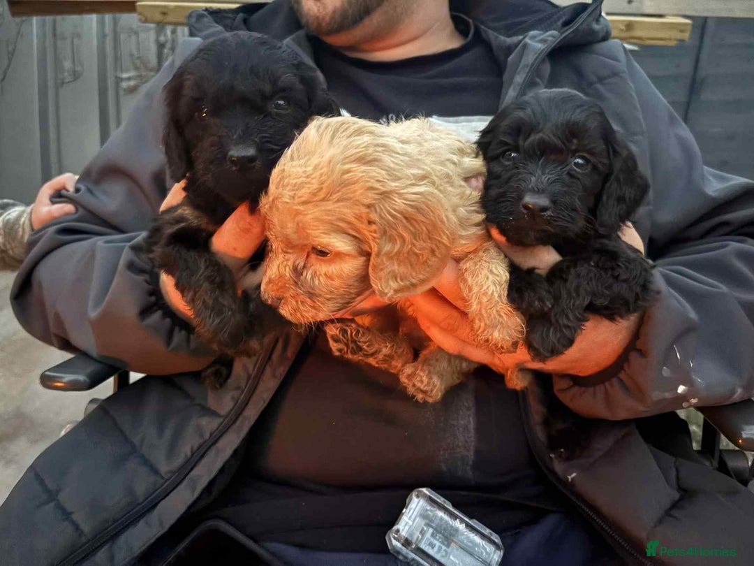 Cockapoo dogs for sale: Beautiful cockerpoo pups for sale - Image 10