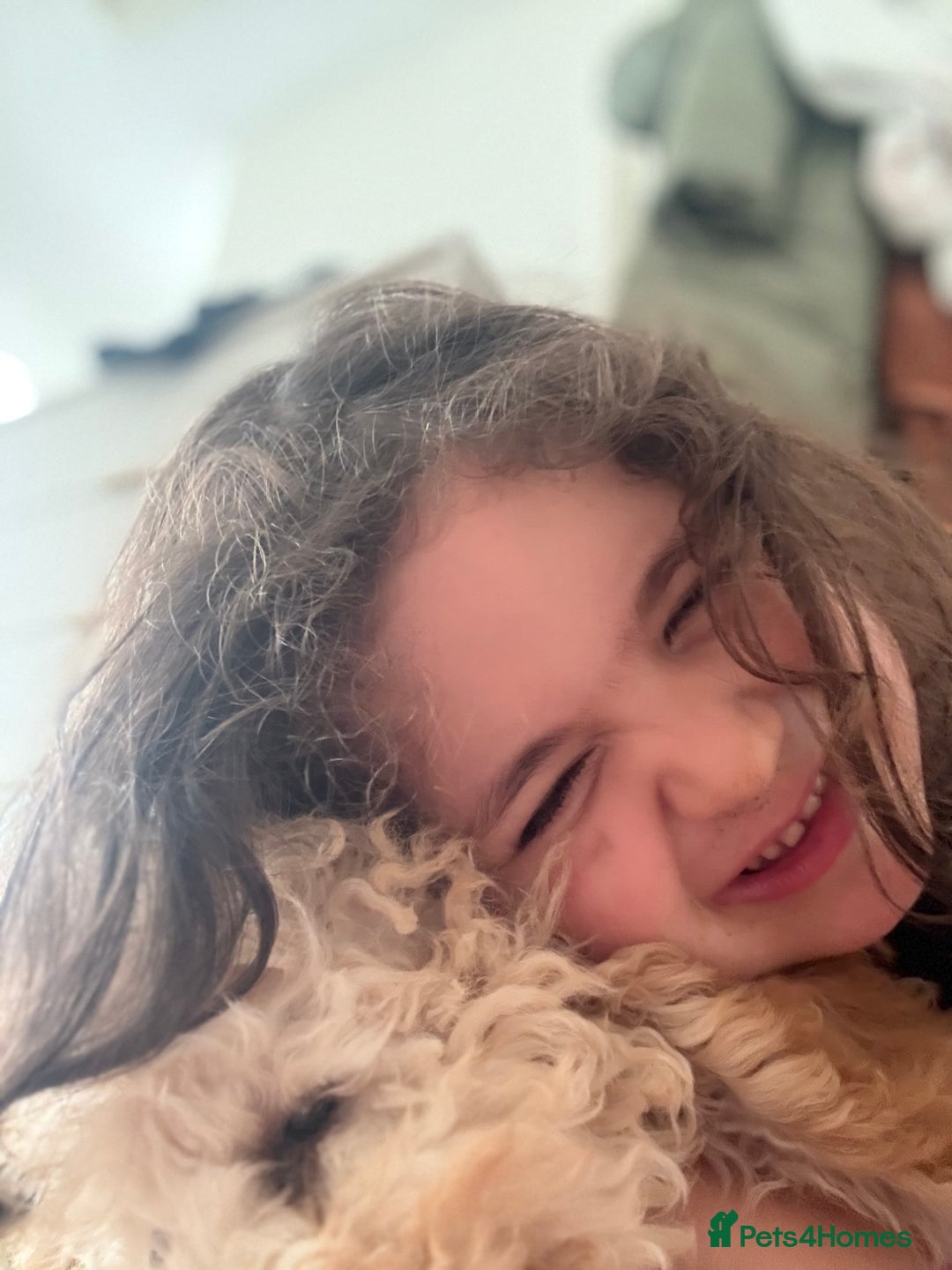 Mixed Breed dogs for sale: Female miniature poodle - Image 2