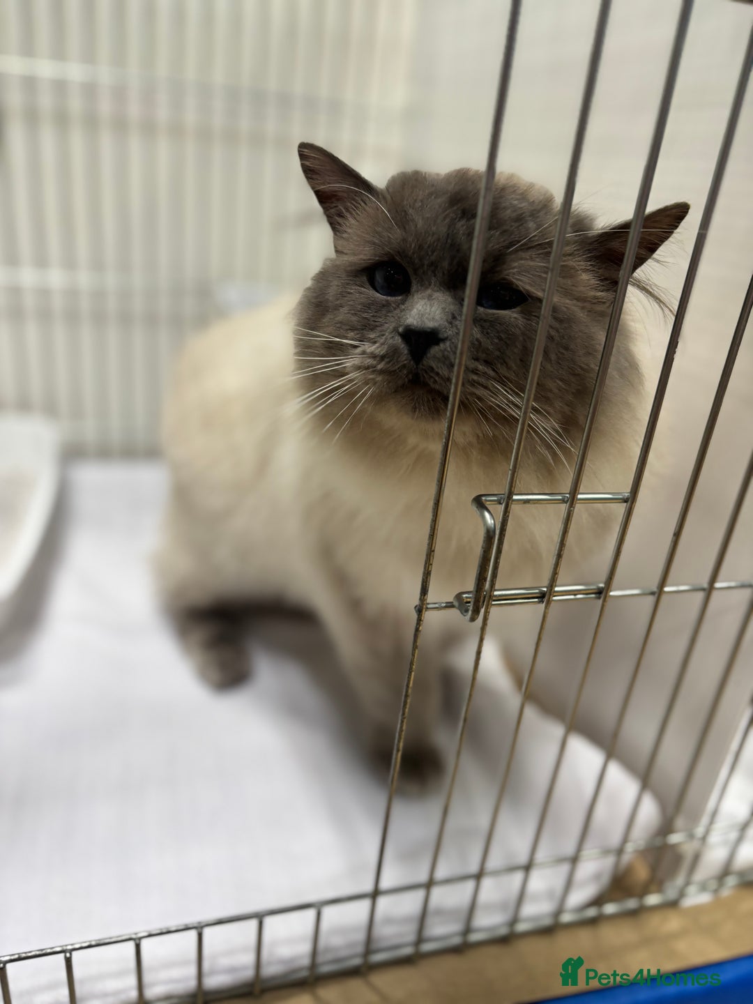 Ragdoll cats for stud: Blue colourpoint gccf reg boy available  - Advert 5