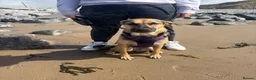 Mixed Breed dogs for sale: Are beautiful roxy - Advert 14