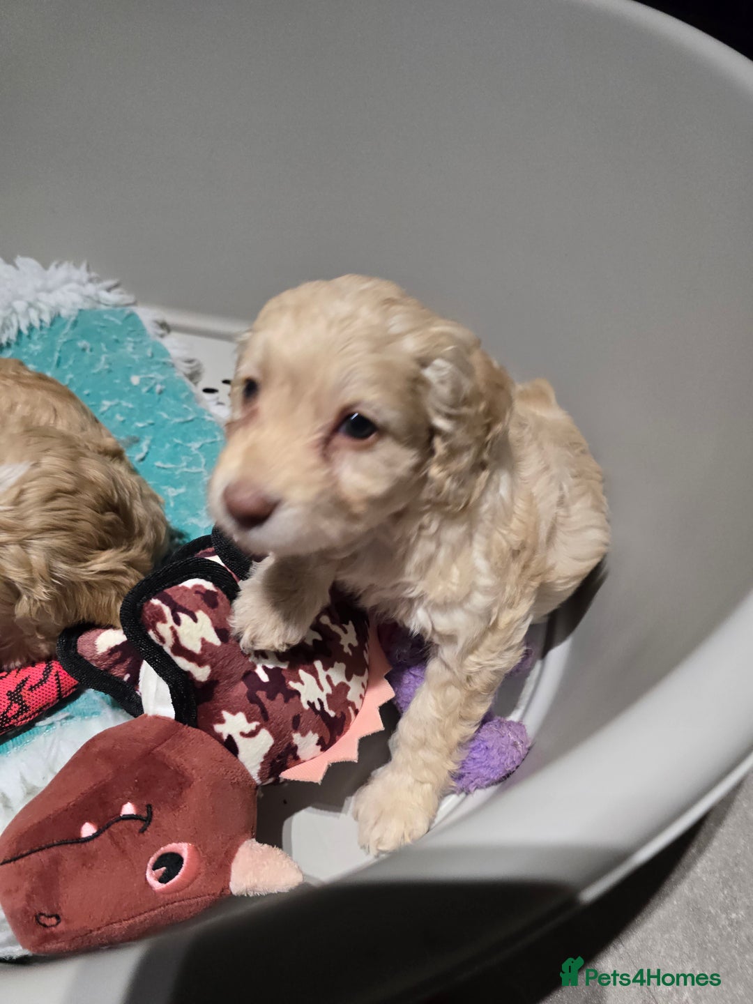 Cockapoo dogs for sale: F1 cockapoo puppies - extensive health tests - Advert 17