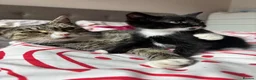 Mixed Breed cats for sale: Mixed breed kittens - Advert 10