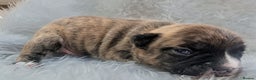 French Bulldog dogs for sale: Mixed (75%) French Bulldog Frenchie Puppies - Advert 10