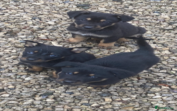 Mixed Breed dogs for sale: Puppies - Image 3