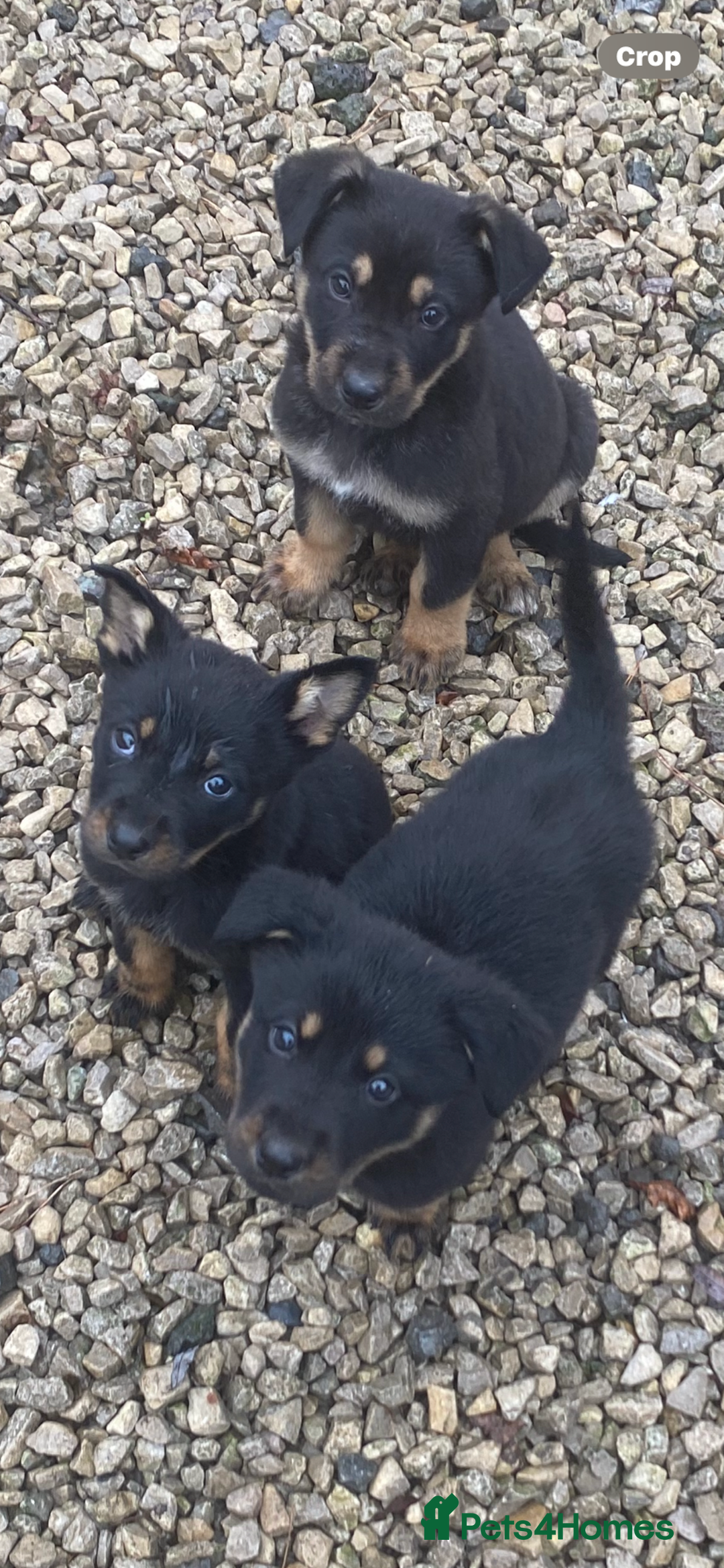 Mixed Breed dogs for sale: Puppies - Image 3