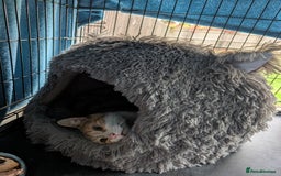 Mixed Breed cats for sale: Cat for rehoming - Image 4