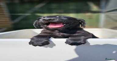 Labrador Retriever dogs - Advert 1