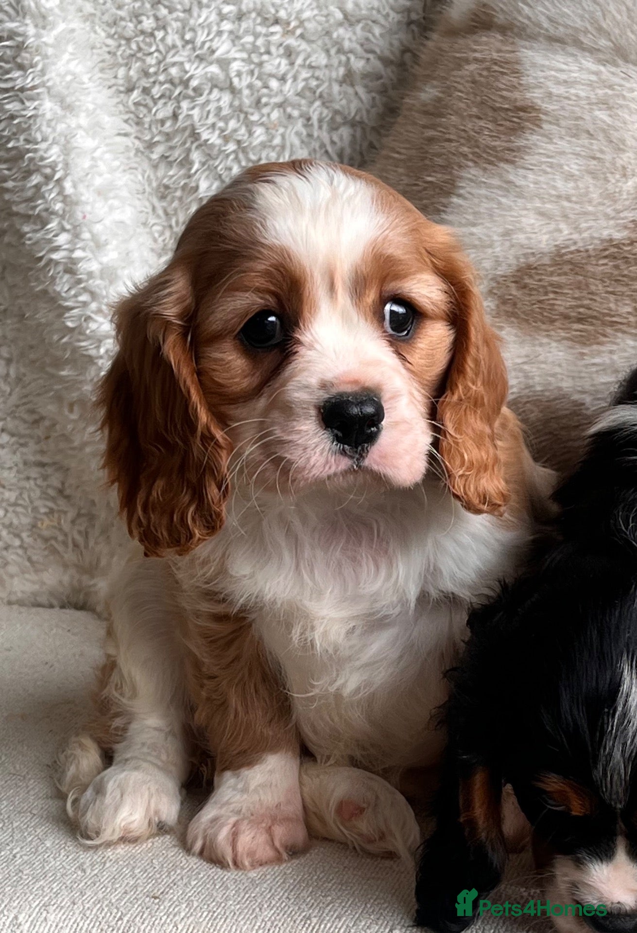Cavalier King Charles Spaniel dogs for sale: Beautiful cavalier King Charles puppies  - Advert 12
