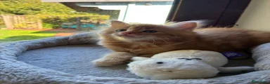 Mixed Breed 5