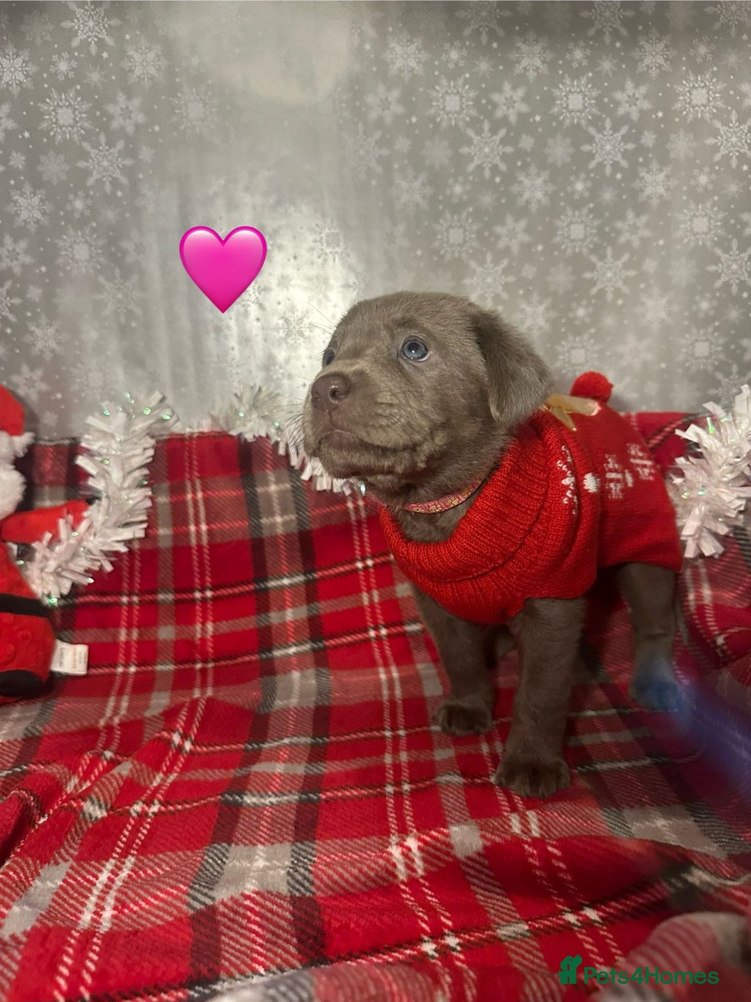 Labrador Retriever dogs for sale: !REDUCED! silver labrador's KC - Advert 22