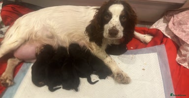 Cocker Spaniel dogs - Advert 7