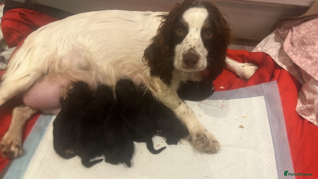 Cocker Spaniel dogs for sale: Beautiful show cocker GIRLs - Image 5