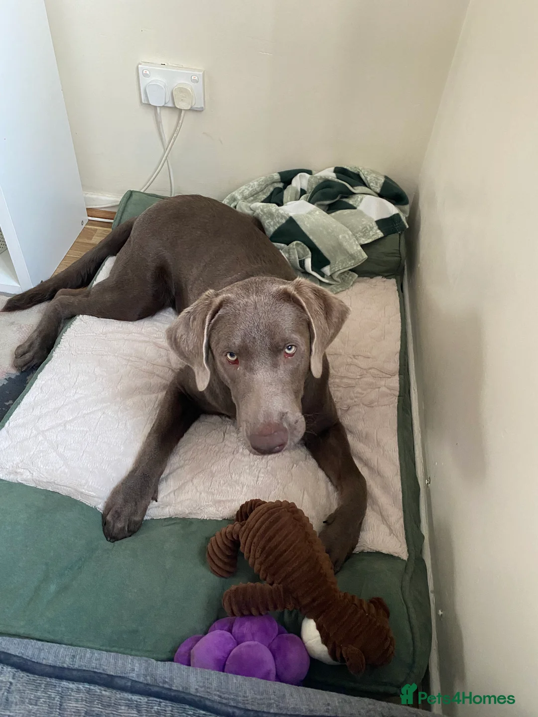 Labrador Retriever dogs for stud: Field Line Labrador Stud - Advert 8