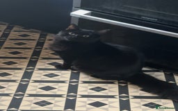 Mixed Breed cats for sale: Morpheus, BSH X Maine coon for sale  - Image 1