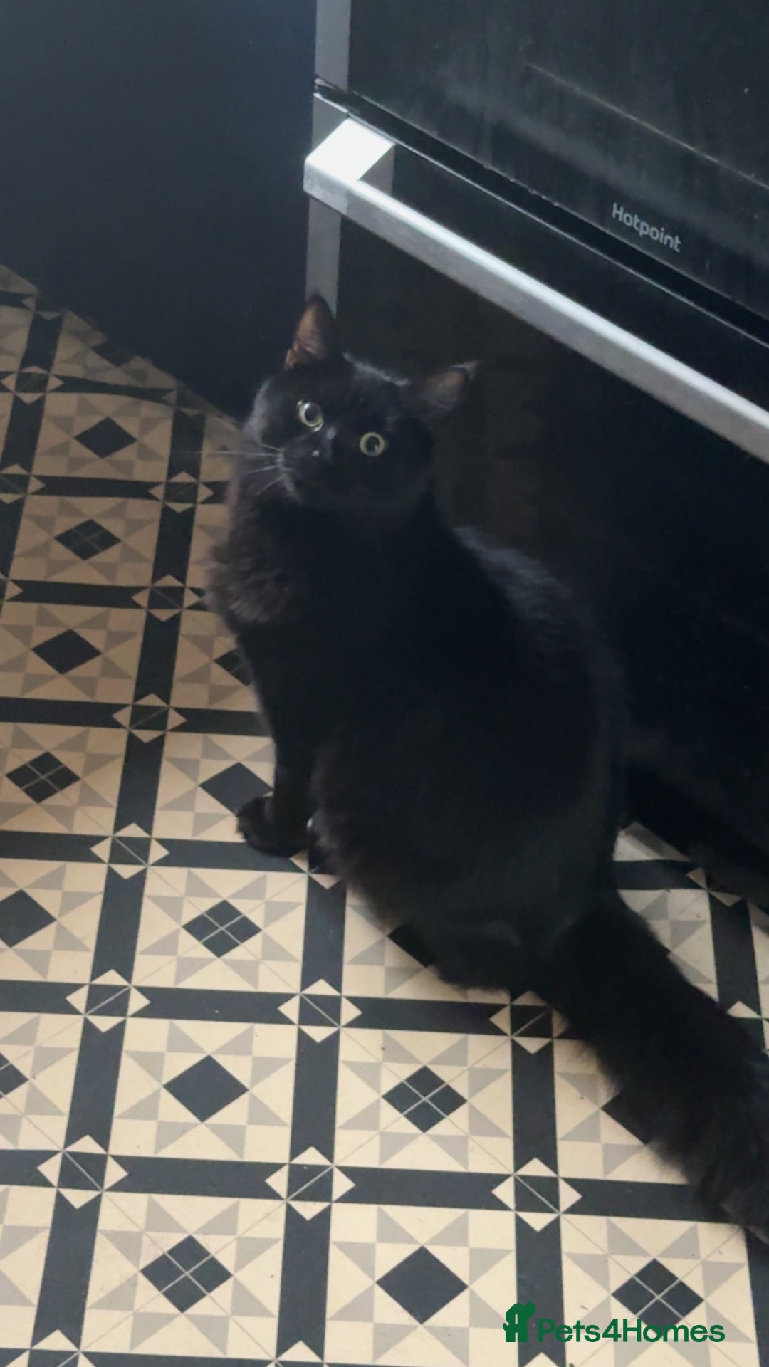 Mixed Breed cats for sale: Morpheus, BSH X Maine coon for sale  - Image 1