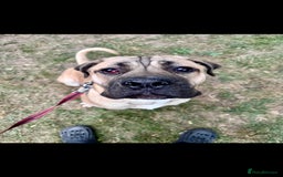 Cane Corso dogs for sale: Cane Corso Male – Born 3rd October 2024 - Image 3