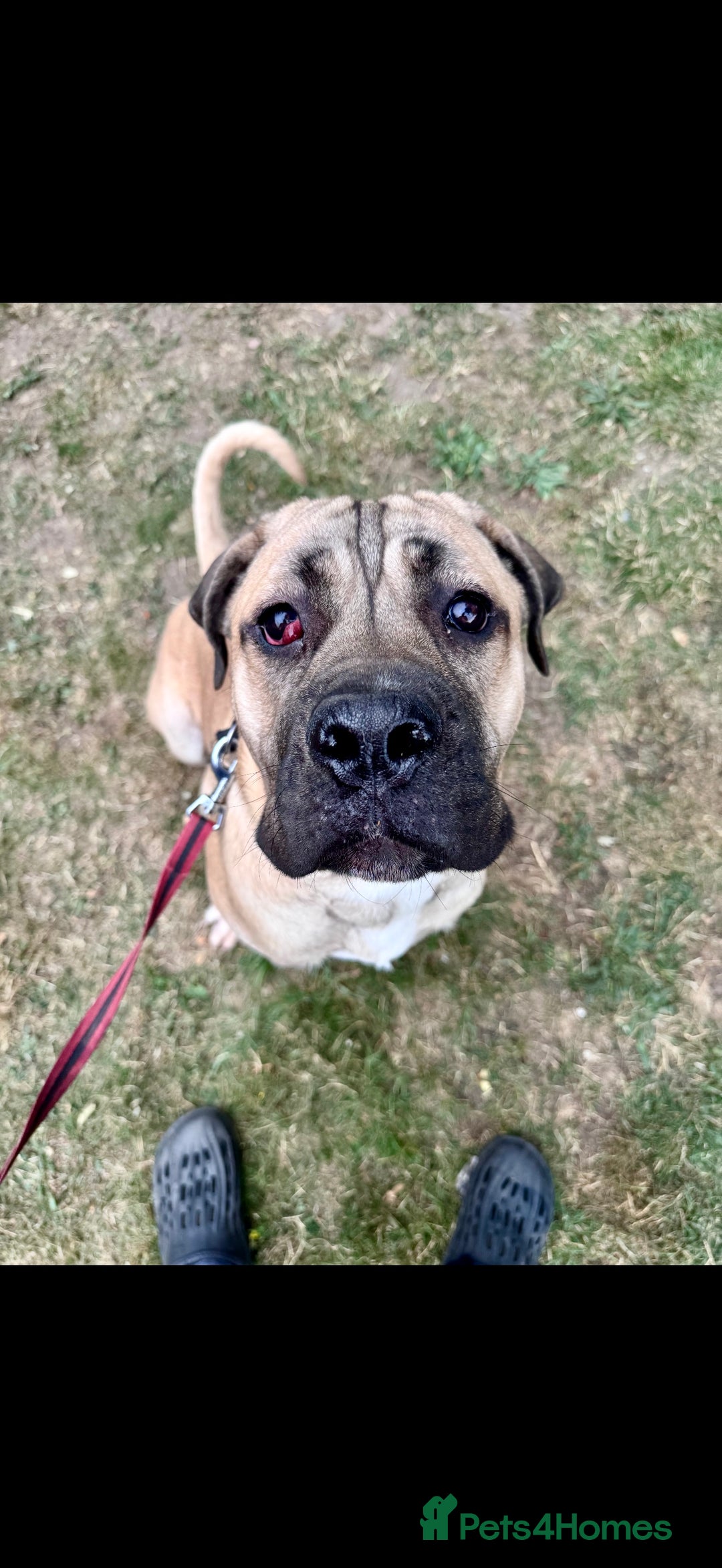 Cane Corso dogs for sale: Cane Corso Male – Born 3rd October 2024 - Image 3
