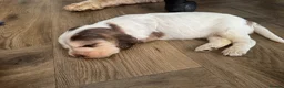 Cocker Spaniel dogs for sale: KC Reg Sable Show Cocker Puppies - Advert 5