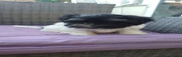 Havanese dogs for sale: 9,2 left!Purebred Havanese Full vaccinated,chipped - Advert 9