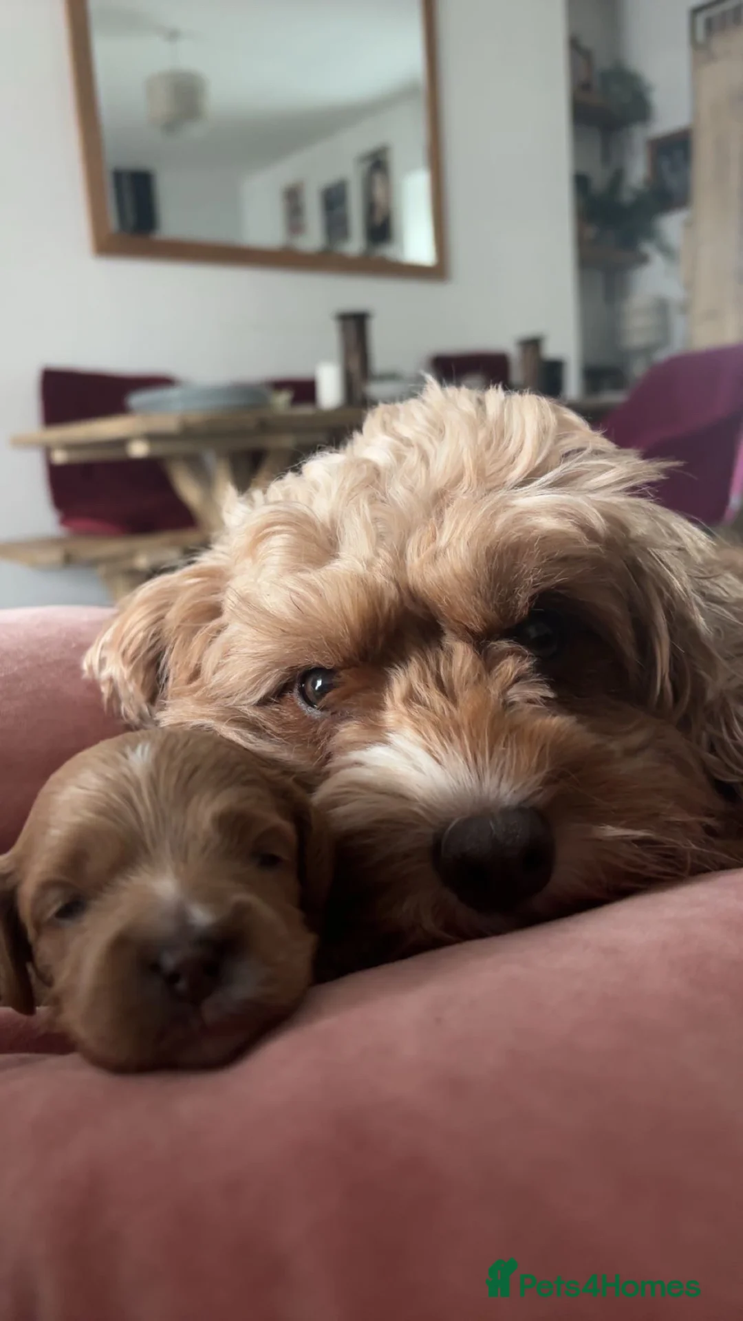 Cavapoo dogs for sale: Cavapoo Puppies for Sale - Advert 24