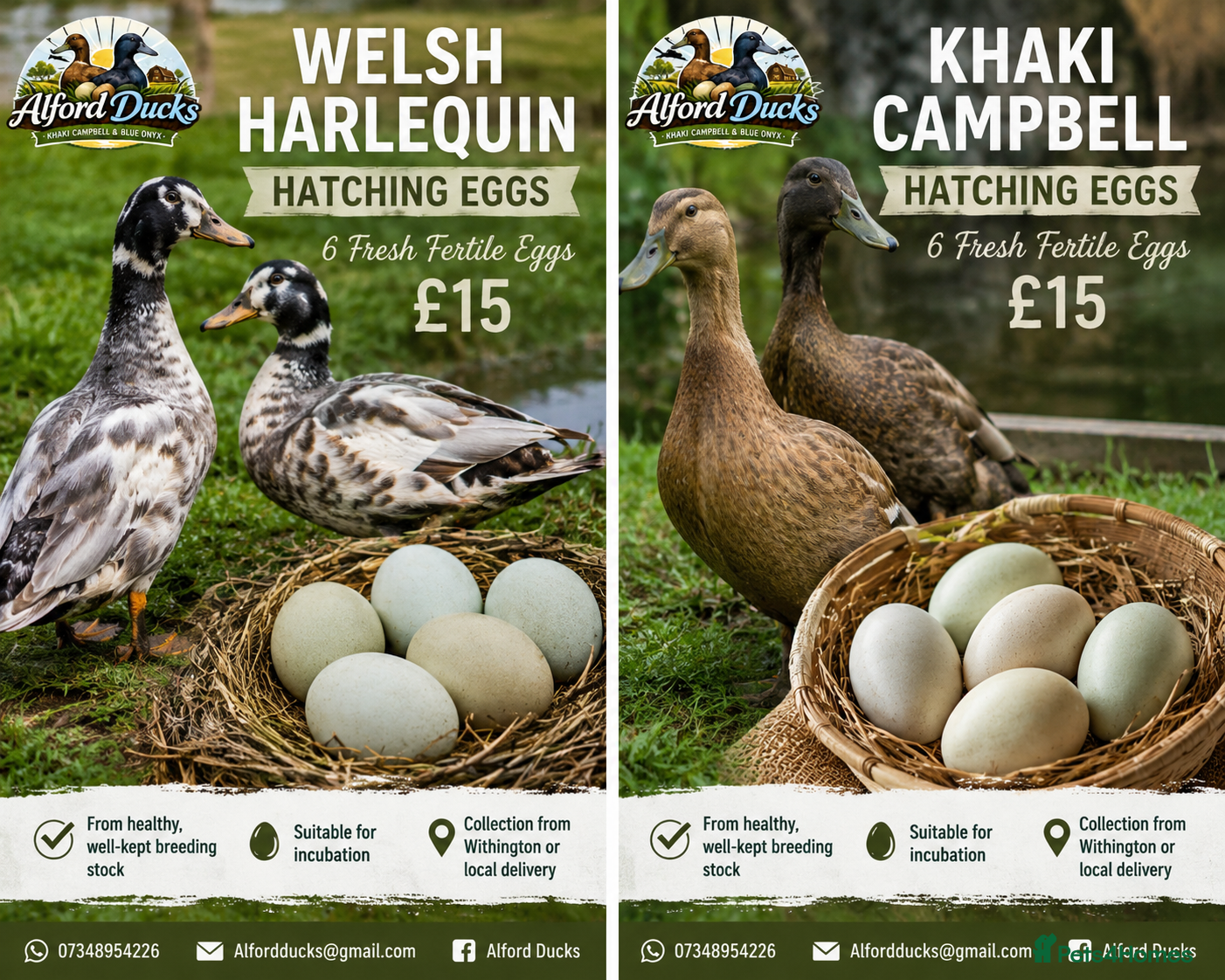 Ducks poultry for sale: Welsh Harlequin Or Khaki Campbell Hatching Eggs  - Advert 1