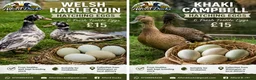 Ducks poultry for sale: Welsh Harlequin Or Khaki Campbell Hatching Eggs  in Manchester - Advert 1