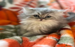 Scottish Fold cats for sale: Now Taking Reservations Scottish Straight  - Image 5