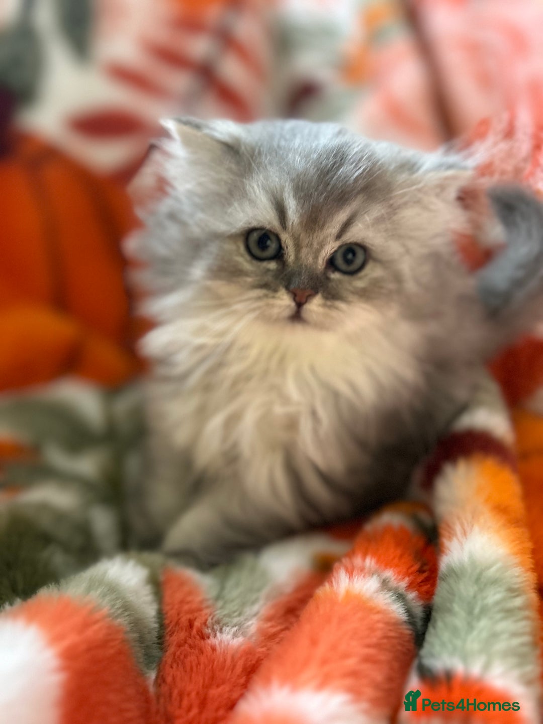 Scottish Fold cats for sale: Now Taking Reservations Scottish Straight  - Image 5
