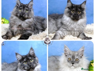 Maine Coon cats - Advert 31