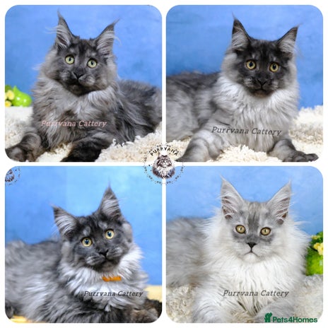 Maine Coon cats - Advert 7