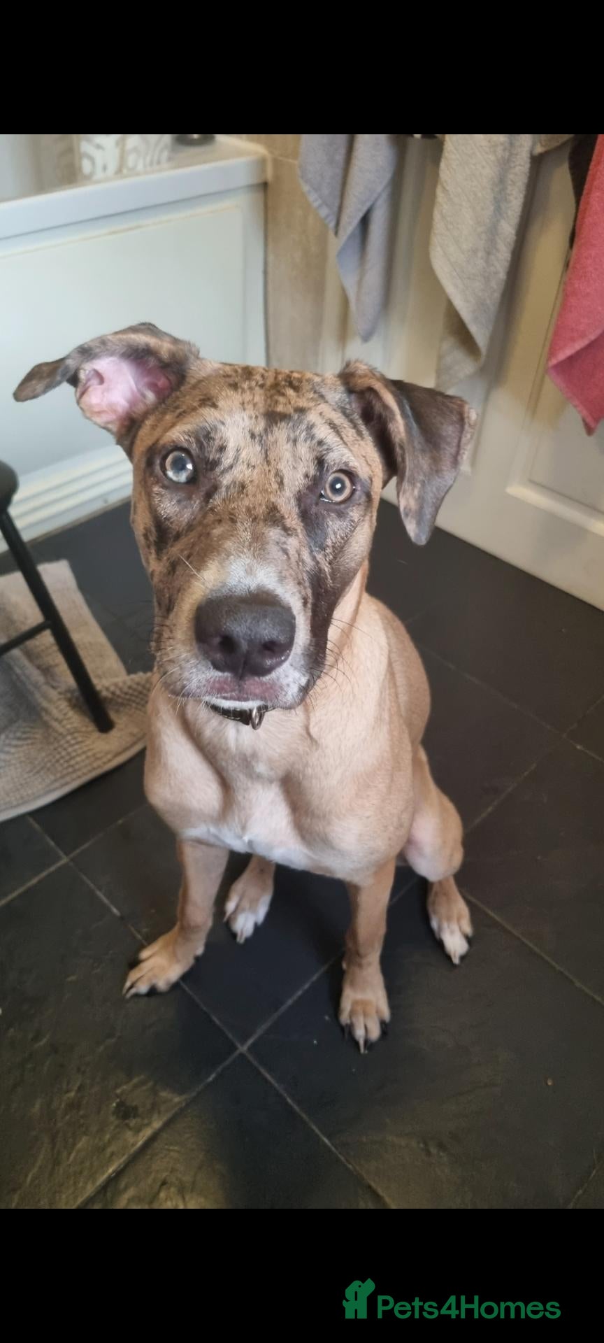 Mixed Breed dogs Catahoula leopard dog x Belgian malinois  - Advert 2