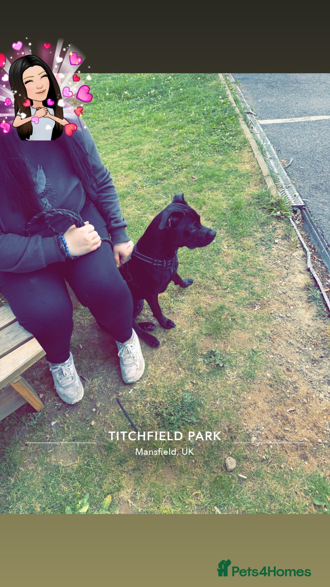 Mixed Breed dogs for sale: Rocky  in Mansfield - Advert 8