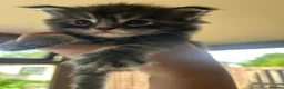 Maine Coon cats for sale: Full Maine Coon Kittens 4 left! in Brechin - Advert 10