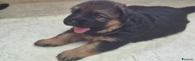 German Shepherd 1