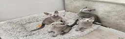 Russian Blue cats for sale: GCCF Registered Russian Blue Kittens – Ready Now  - Advert 3