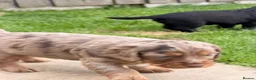 Cocker Spaniel dogs for sale: Beautiful litter of cocker spaniels puppy’s  - Advert 25