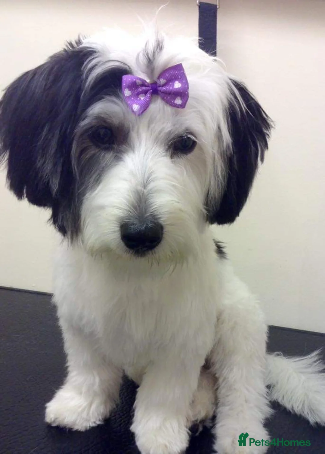Mixed Breed dogs for sale: Dashund/Maltese puppies - Advert 10