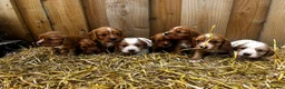 Cavalier King Charles Spaniel dogs for stud: Cavalier stud  - Advert 5