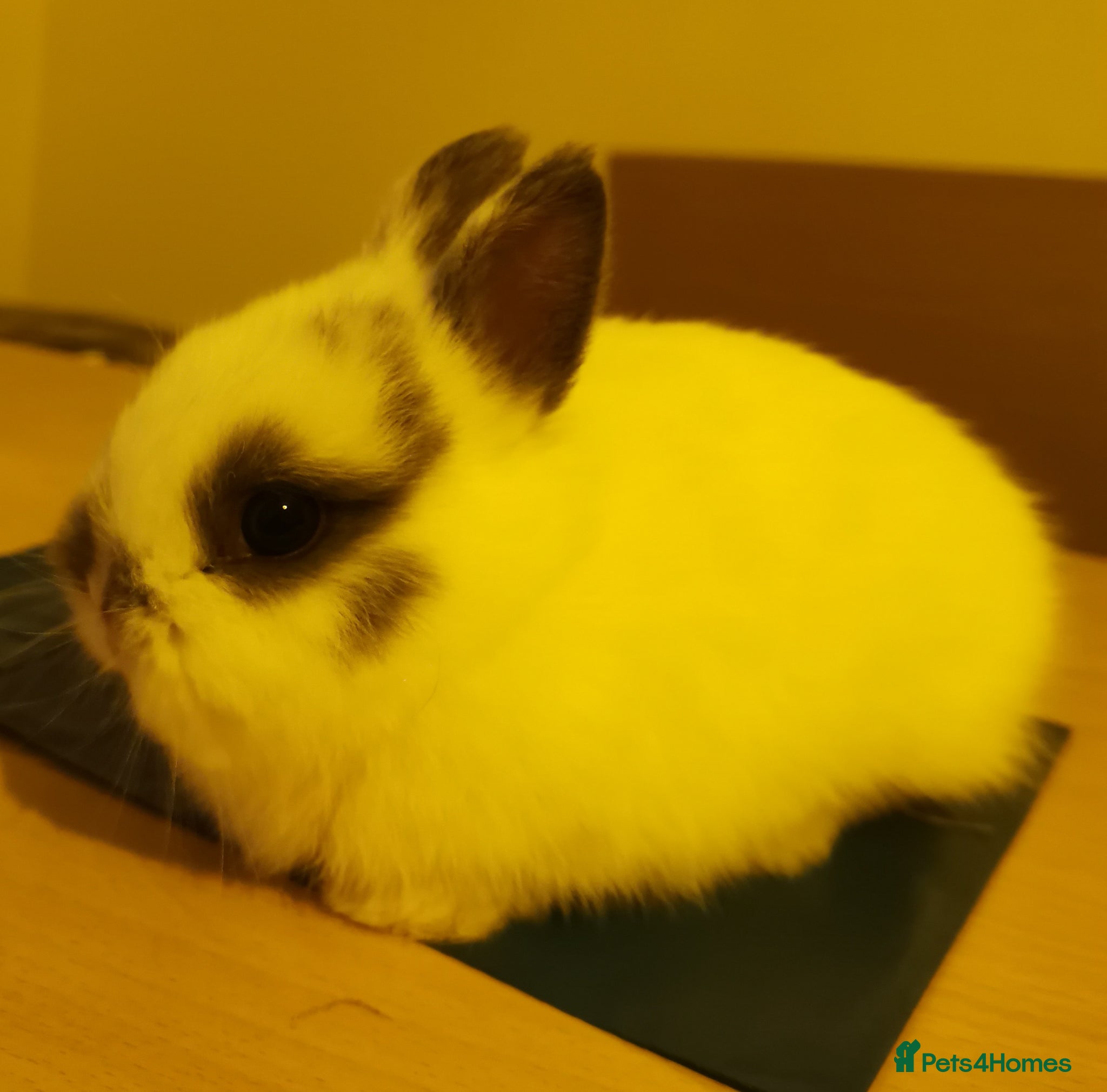 Netherland Dwarf rabbits Tiny Cute Netherland Dwarf Rabbit for sale  - Advert 14