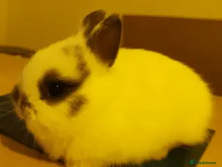 Netherland Dwarf rabbits Tiny Cute Netherland Dwarf Rabbit for sale - Advert 14