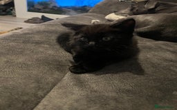Ragdoll cats for sale: Ragdoll mix (available Now)  - Image 3