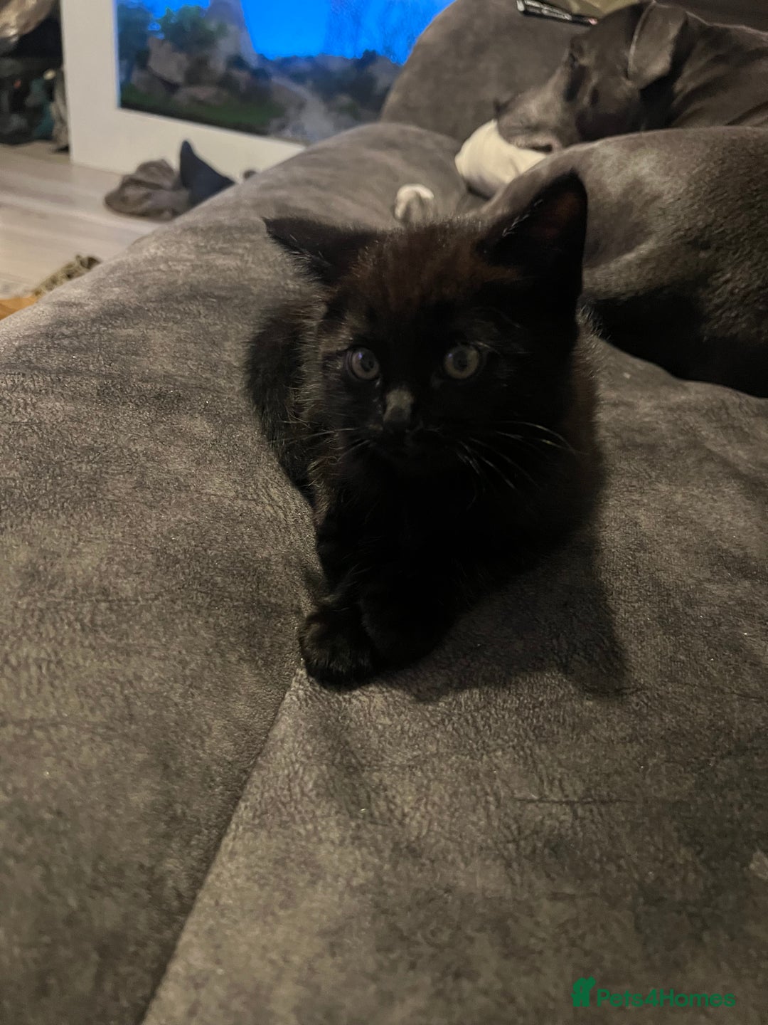 Ragdoll cats for sale: Ragdoll mix (available Now)  - Image 3