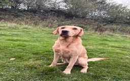 Mixed Breed dogs for sale: GSP x Lab looking for active forever homes.  - Image 2